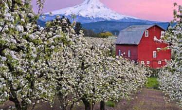 Mt Hood farms2