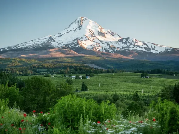 Mt Hood farms3
