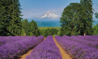Mt Hood farms5