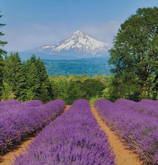 Mt Hood farms5